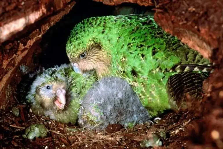 Image: Kākāpō and nestlings