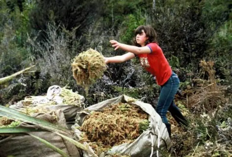 Image: Sphagnum harvest