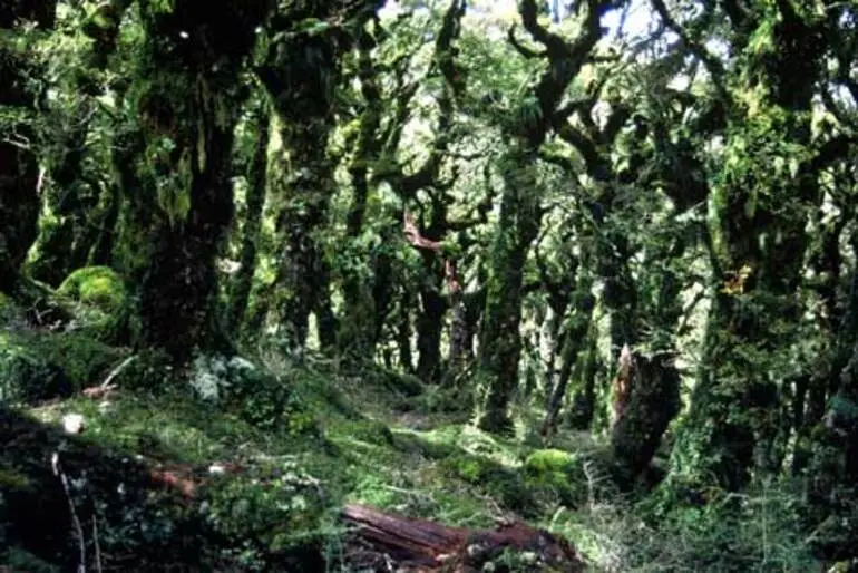 Image: Forest lichens