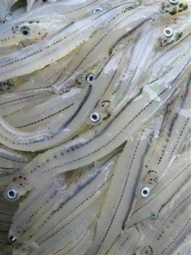 Image: Whitebait