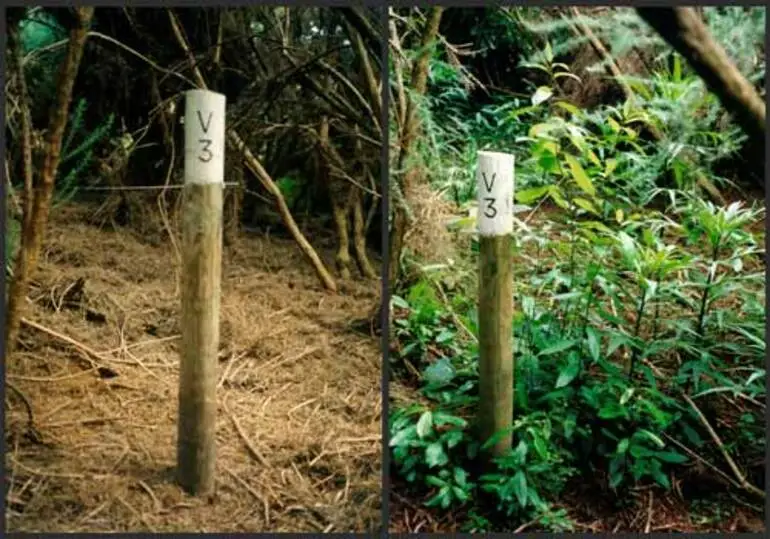 Image: Regeneration through gorse