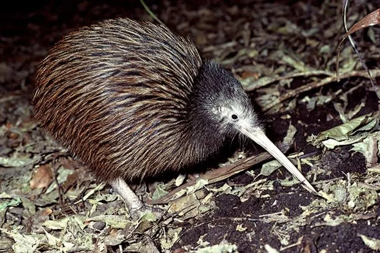 Image: Bird calls: North Island brown kiwi