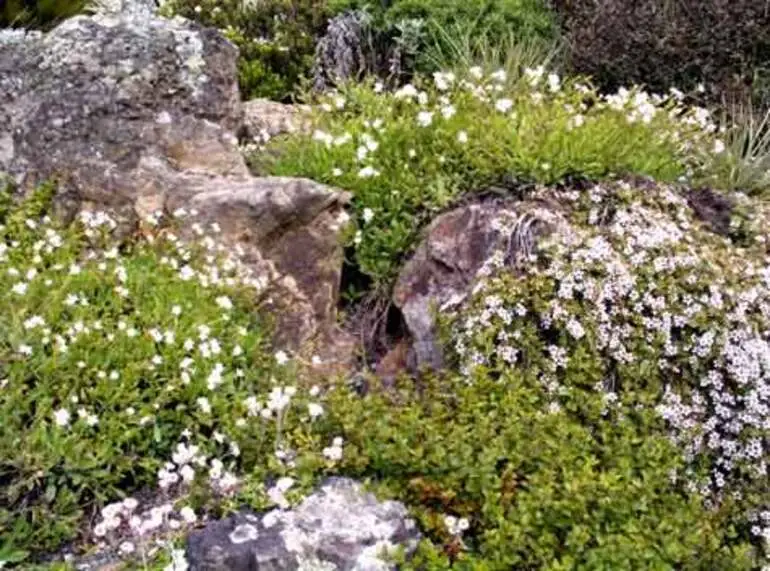 Image: Native flowers