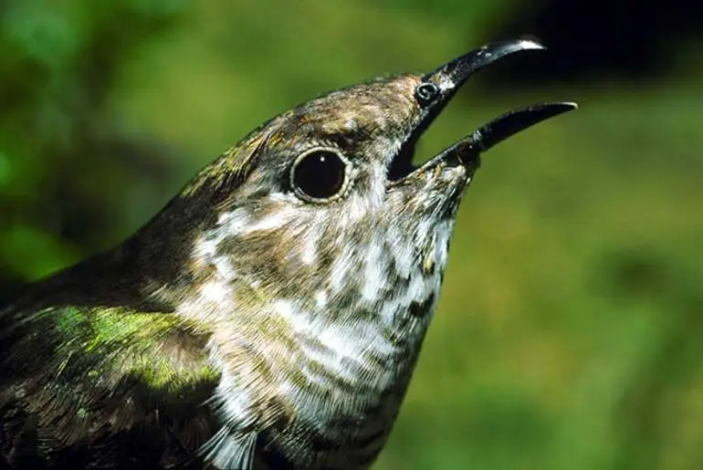 Image: Shining cuckoo