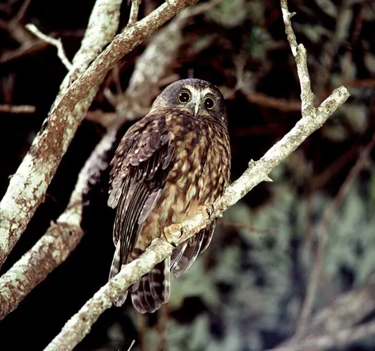 Image: Bird calls: ruru