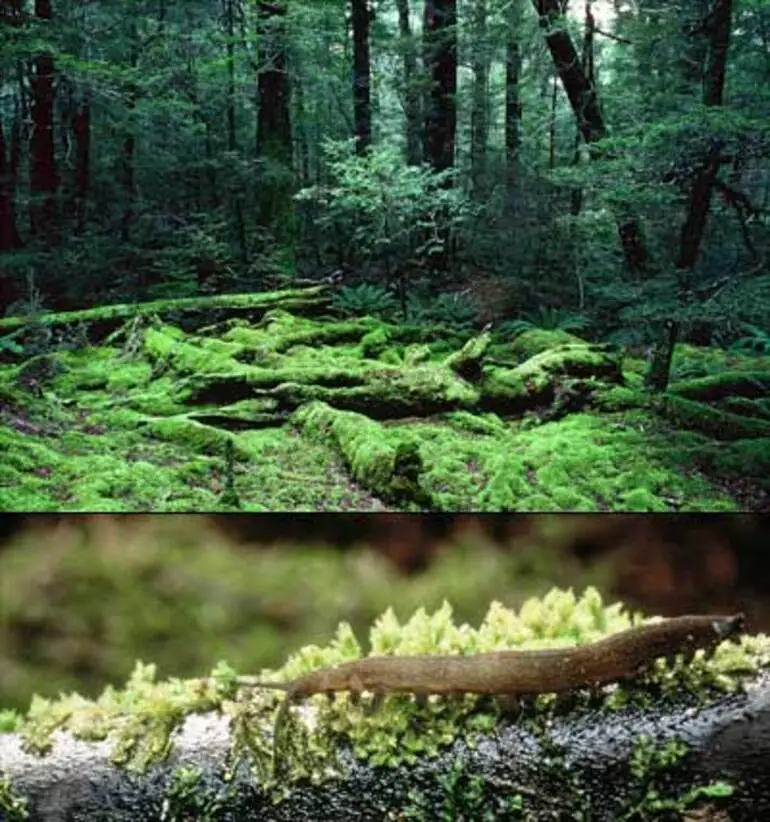 Image: Habitat