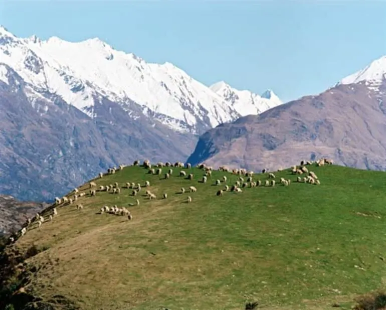 Image: Sheep farming