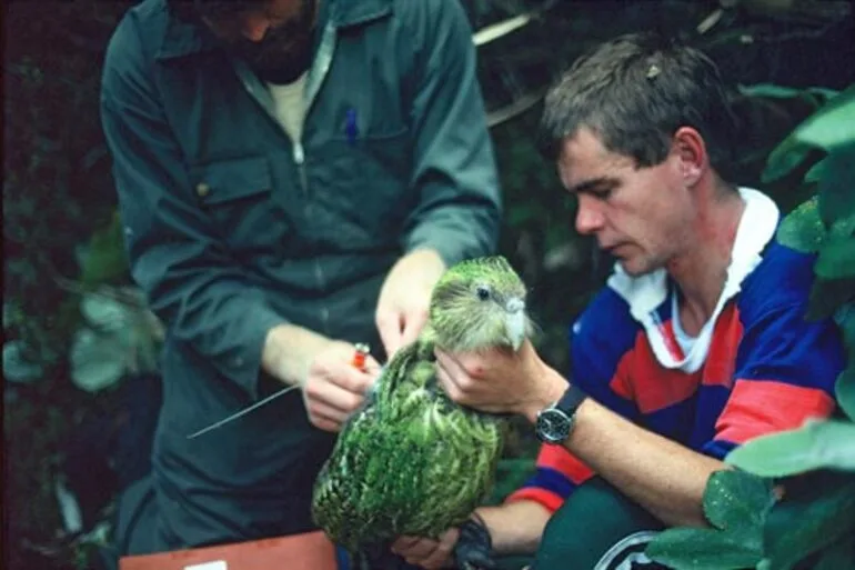 Image: Monitoring kākāpō