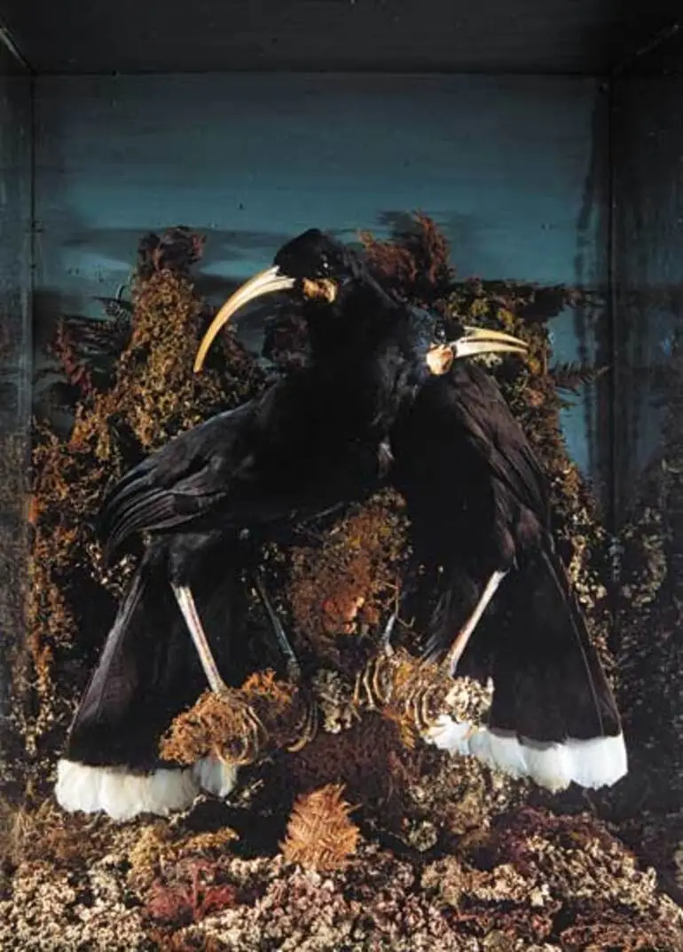 Image: Huia