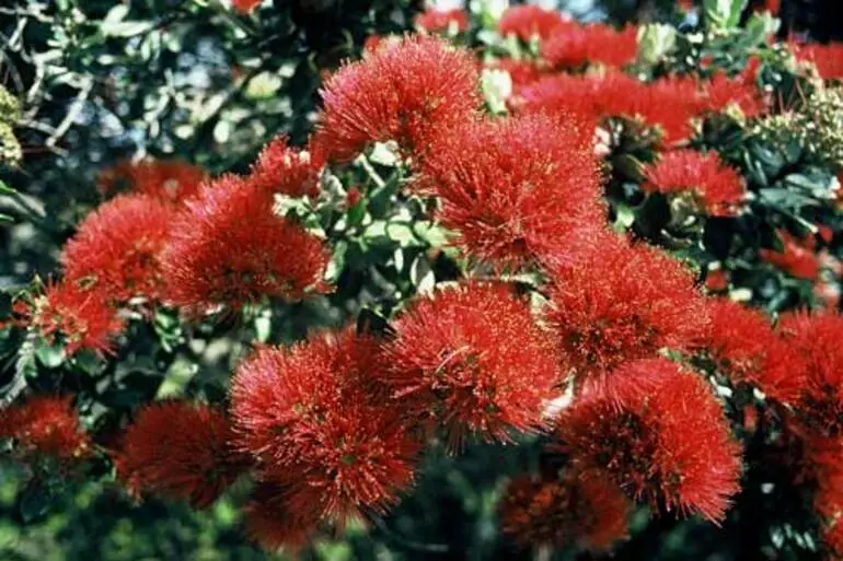 Image: Pōhutukawa flowers