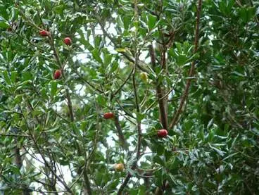 Image: Tawapou foliage and fruit