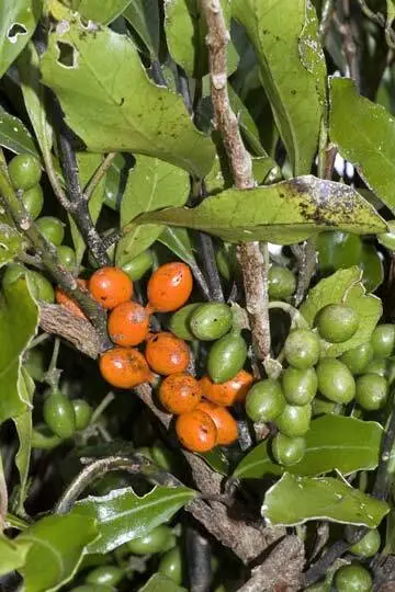 Image: Pigeonwood fruit