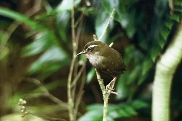 Image: Stead’s bush wren