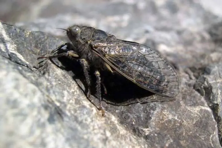 Image: Alpine cicada