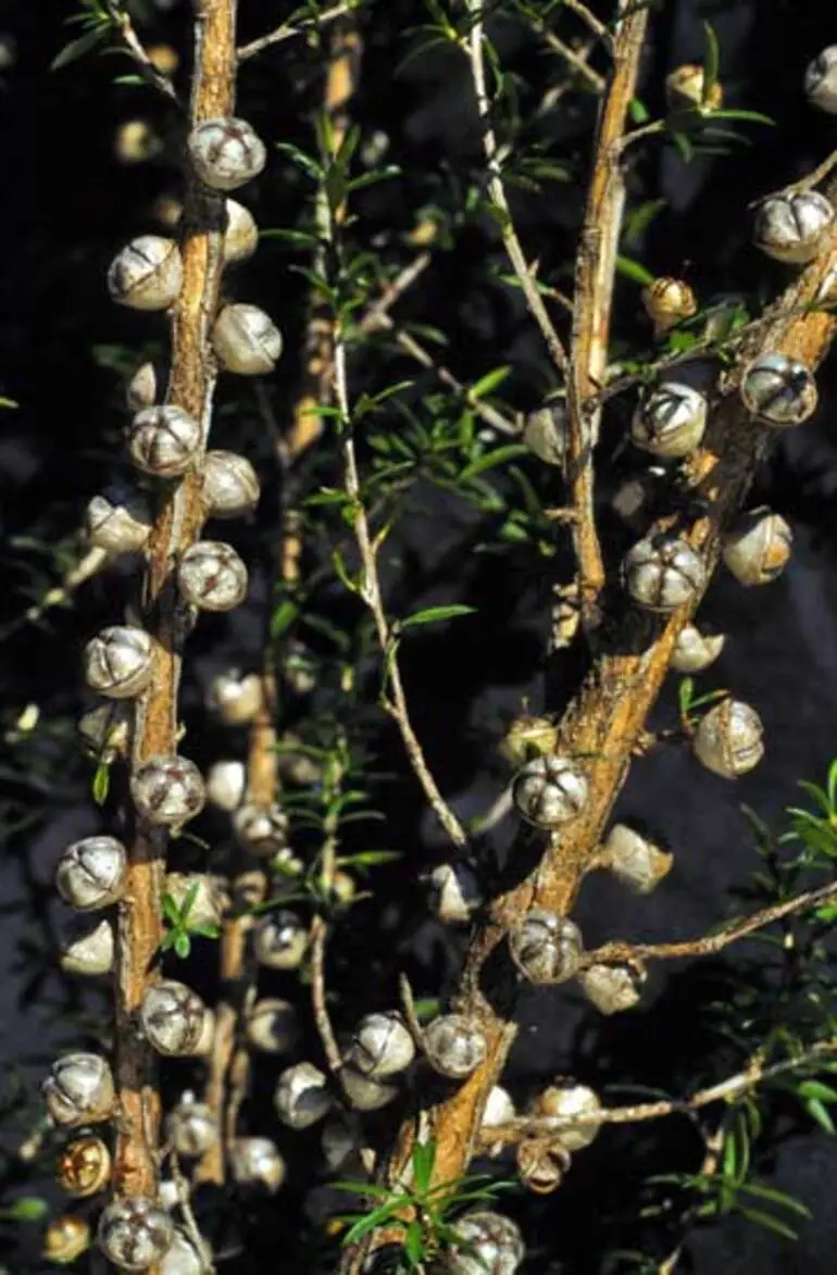 Image: Mānuka seed capsules