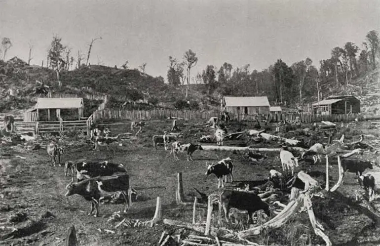 Image: Cattle on a North Island bush farm