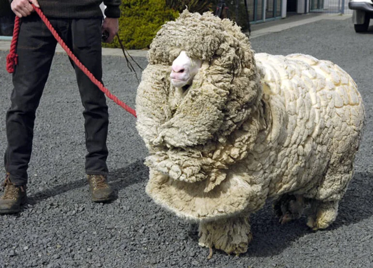 Image: Shrek the hermit sheep