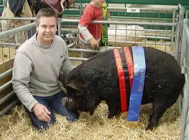 Image: Prize pig