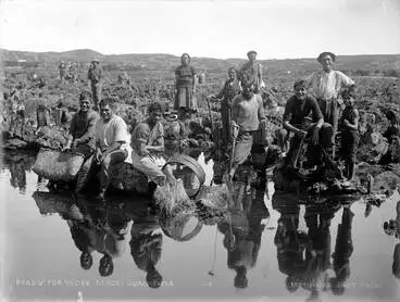 Gum digging Image: Gum digging