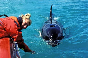 Ingrid Visser, scientist Image: Ingrid Visser, scientist