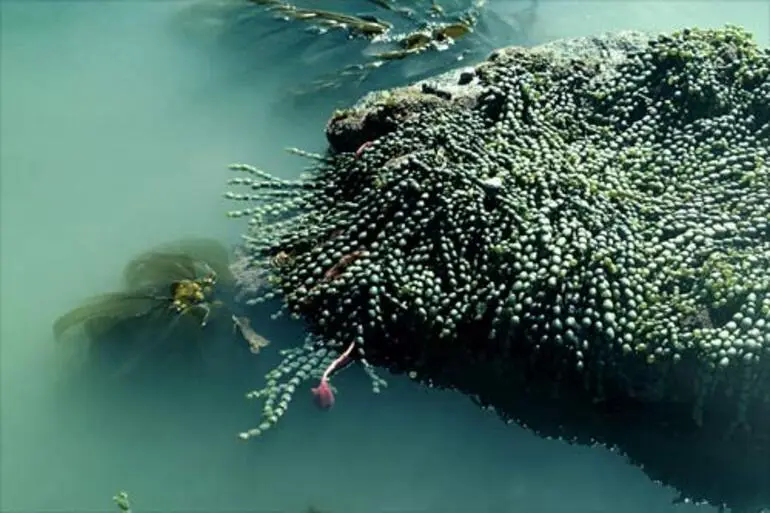 Image: Brown seaweeds