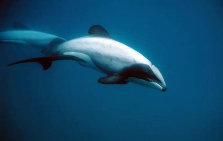 Image: Hector’s dolphin