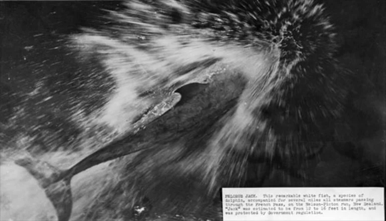 Image: The story of Pelorus Jack