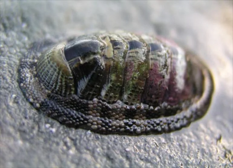 Image: Chitons