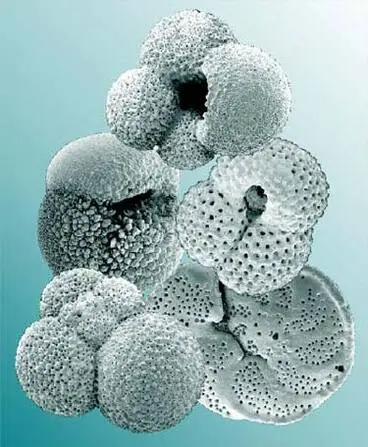 Image: Some common foraminifera
