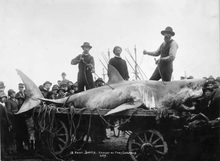 Image: Great white shark catch