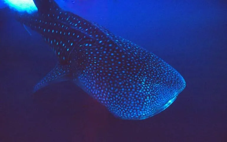 Image: Whale shark