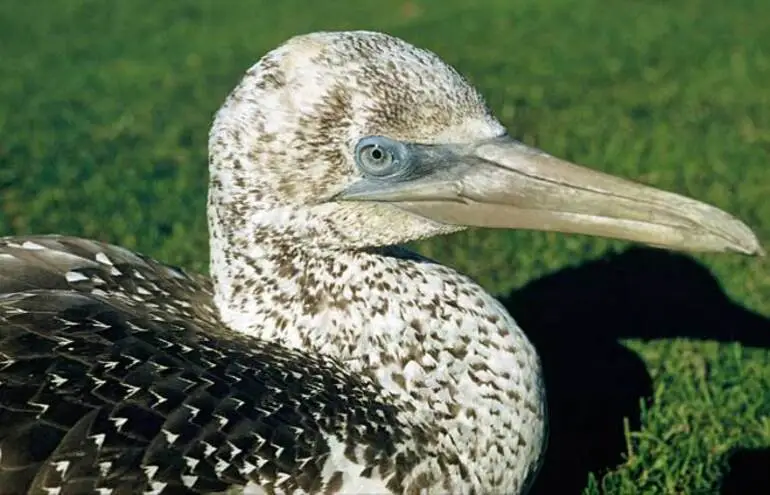 Image: Juvenile gannet