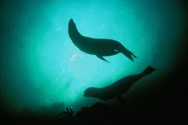 Image: Seals, Piopiotahi Marine Reserve