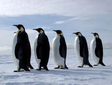 Image: Emperor penguins