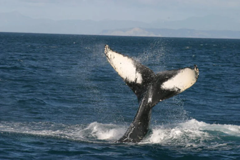 Image: Humpback fluke