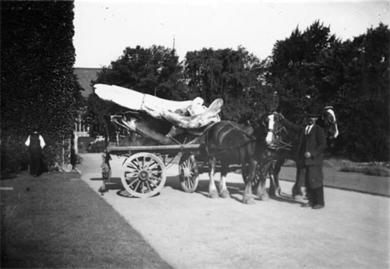 Image: Whales bones on cart