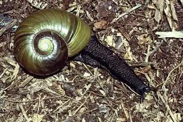Image: Kauri snail