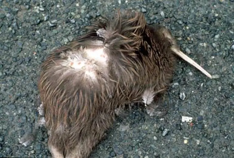 Image: Kiwi killed by a dog