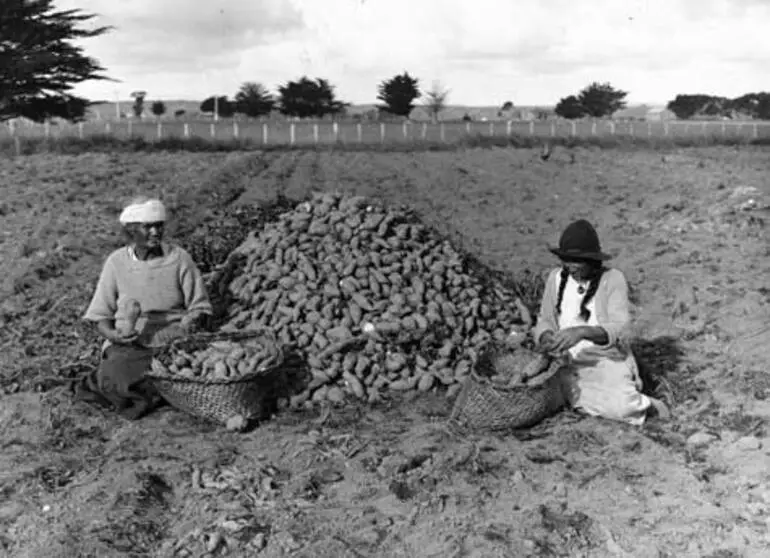Image: Sorting kūmara