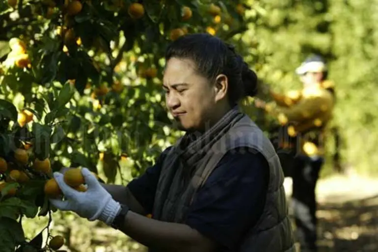 Image: Picking fruit, Kerikeri