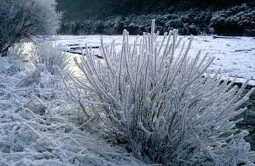 Image: Hoar frost, Lewis Pass