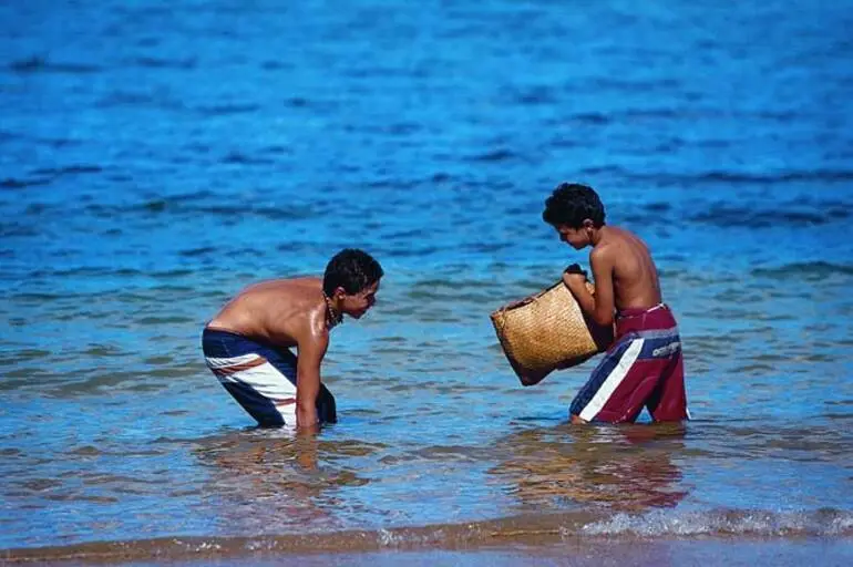 Image: Collecting in the Bay of Islands