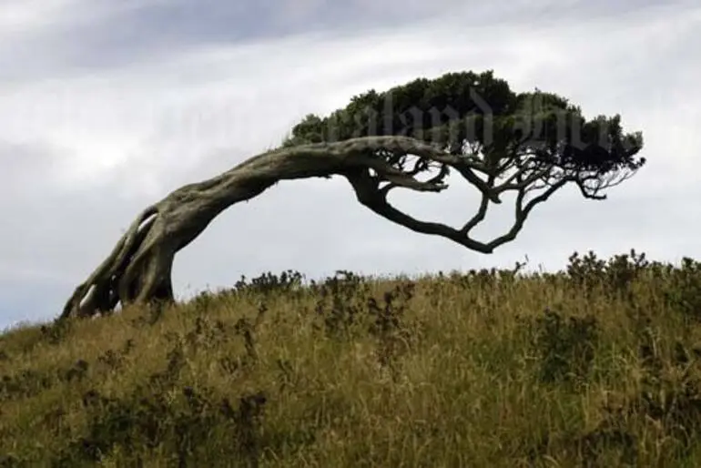 Image: The windy Chatham Islands