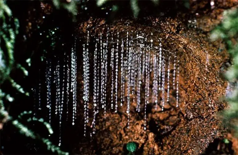 Image: Glow-worm snares