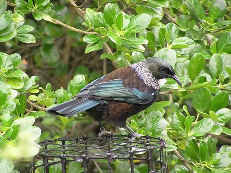 Image: Tūī