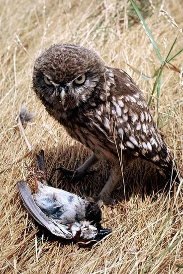 Image: Little owl