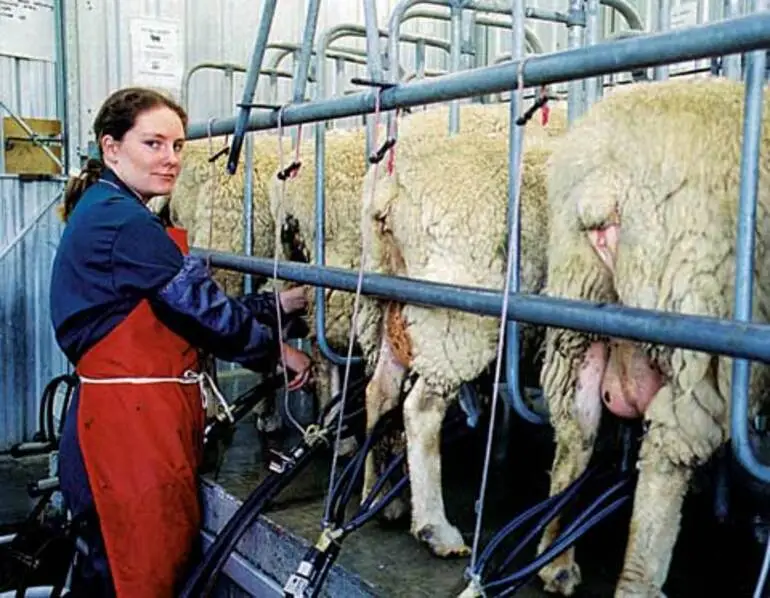 Image: Milking sheep