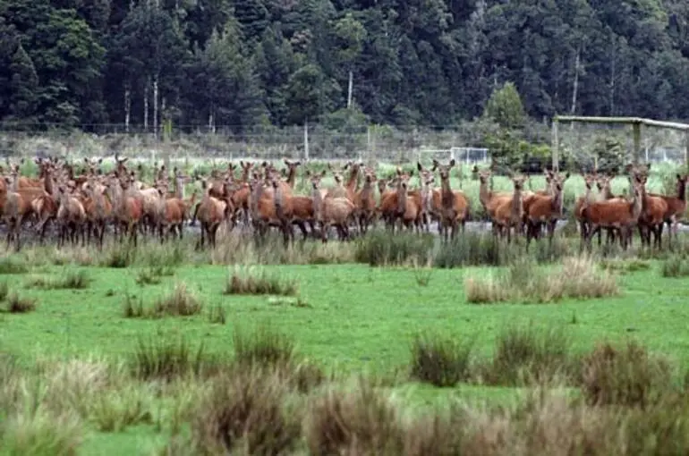 Image: Deer farming