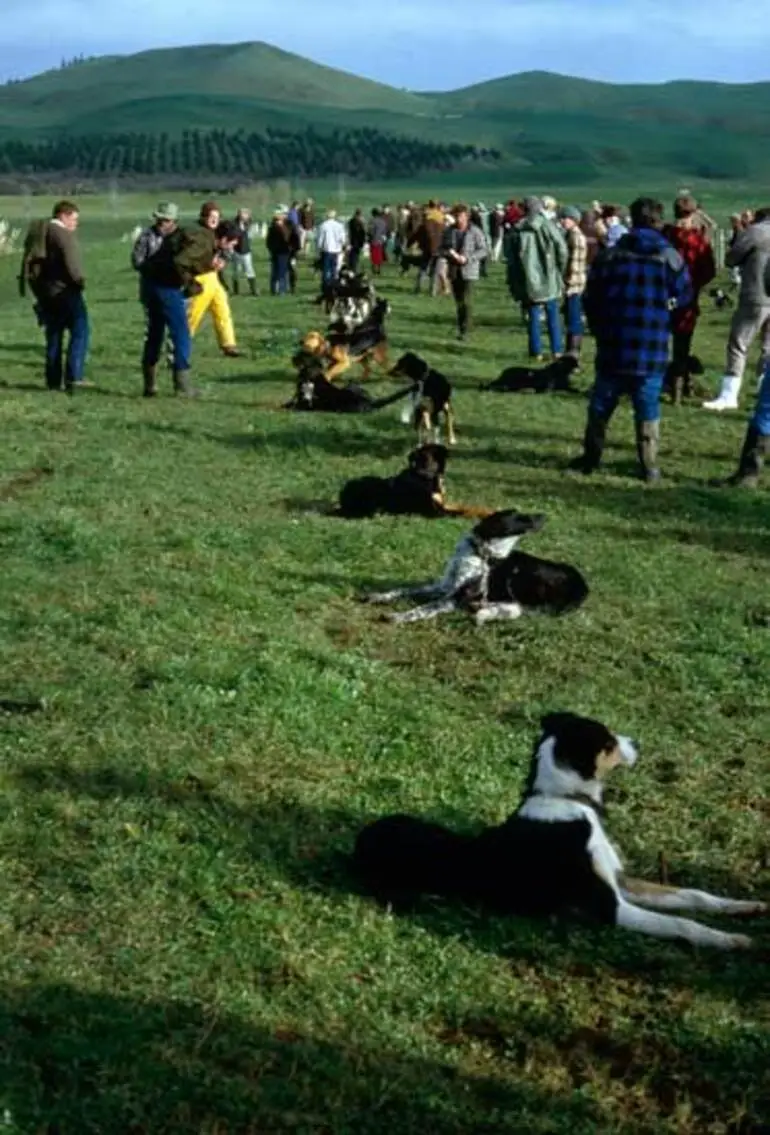 Image: Farm dog sale