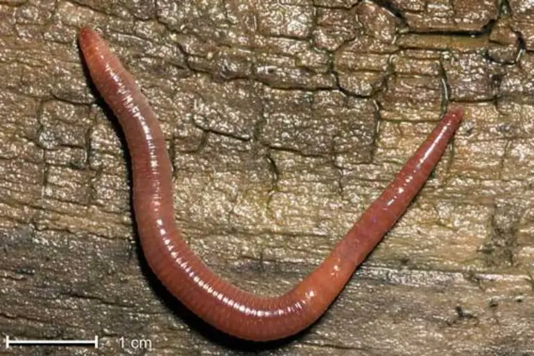 Image: Megascolecid worm